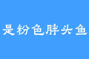 是粉色胖头鱼