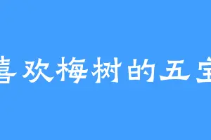 喜欢梅树的五宝
