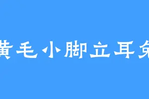 黄毛小脚立耳兔