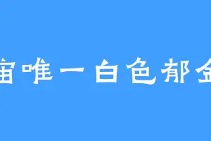 宇宙唯一白色郁金香